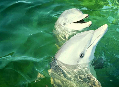 ,    (Tursiops truncatus). , 