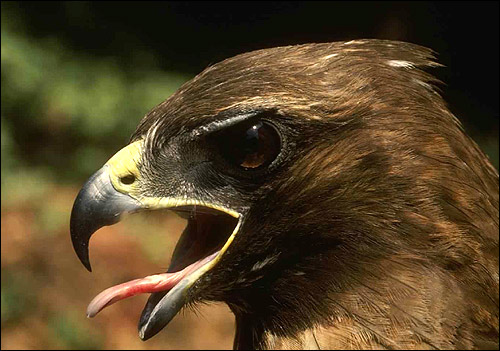  (Aquila chrysaetos). ,  