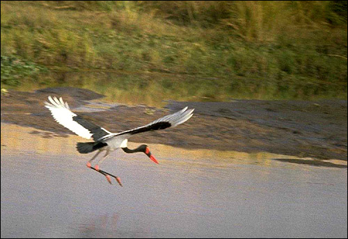   (Ephippiorhynchus senegalensis)   . , 