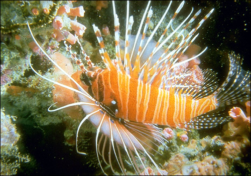 ,  - (Pterois volitans). , 