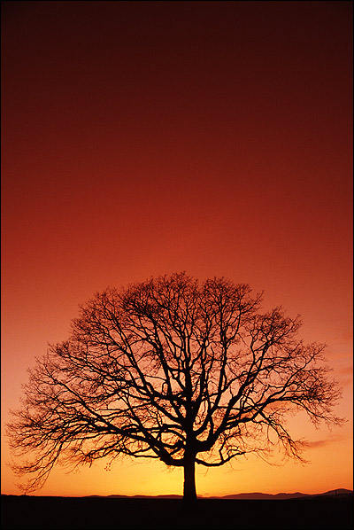 Одинокое дерево на фоне заката. Фото, фотография