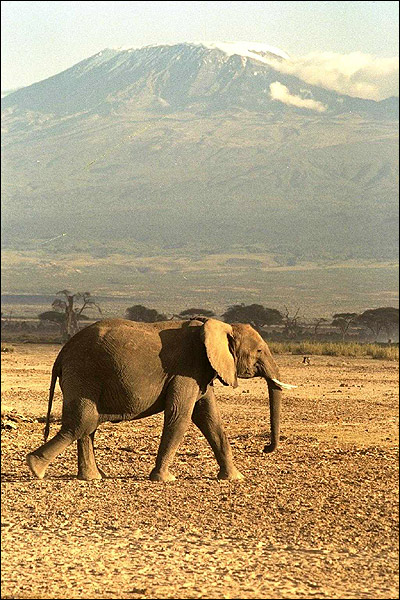   (Loxodonta african). , 