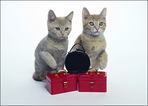 Два бело-рыжих котенка. Фото, фотография картинка кошки