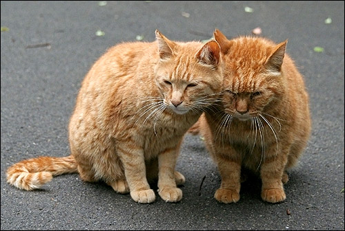 Рыжие кошки сидят на асфальте. Кошки прижались друг к другу. Это любовь! Фото, фотография