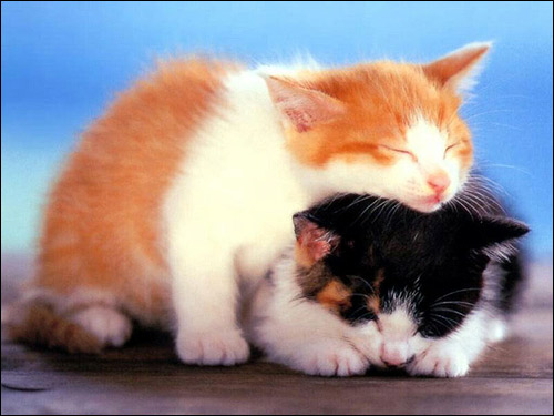 Бело-рыжий и черно-белый котенок спят вместе. Фото, фотография картинка кошки