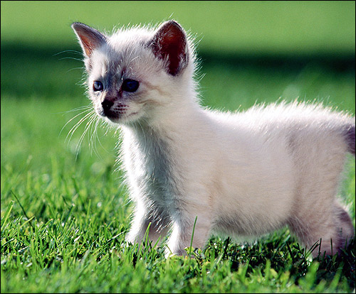 Маленький котенок гуляет по зеленой траве. Фото, фотография картинка кошки