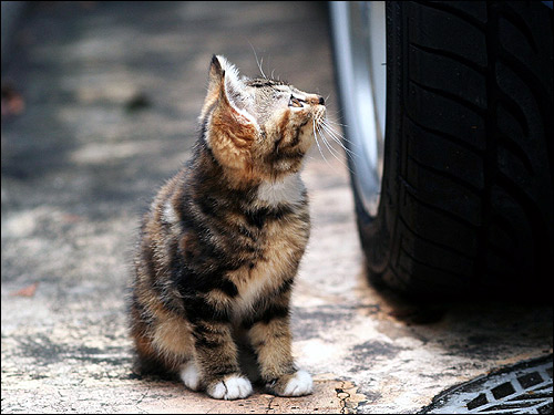 Черепаховый котенок смотрит на колесо машины. Фото, фотография картинка кошки