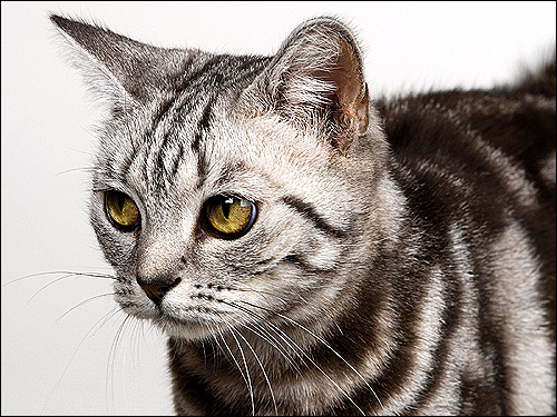 Британская шиншилла. Британская кошка шиншиллового окраса. Фото, фотография кошки