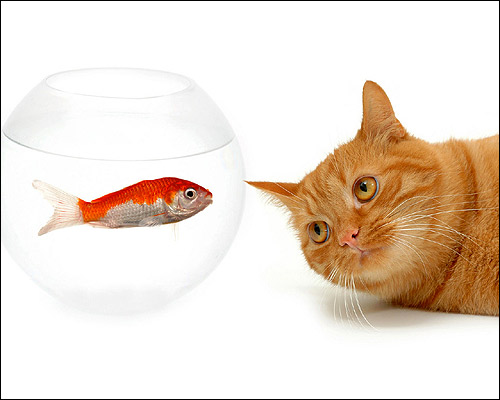 Рыжий кот смотрит на аквариум с золотой рыбкой. Фото, фотография картинка кошки