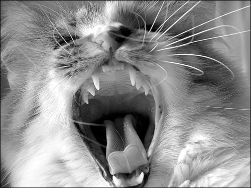 Зубы кошки. Котенок просит кушать. Фото, фотография картинка