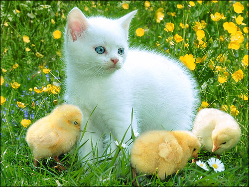 Белый котенок и цыплята на зеленой травке. Фото, фотография картинка кошки