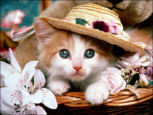 Котенок в соломенной шляпе. Фото, фотография картинка кошки