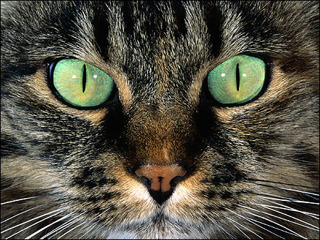 Морда кошки крупным планом - дикий окрас (агути), зеленые глаза. Фото, фотография картинка животные