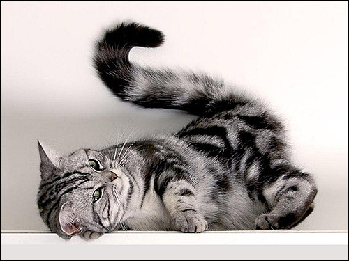 Британская шиншилла, британская короткошерстная кошка окраса шиншилла, или Вискас. Фото, фотография картинка