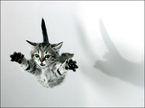 Серый полосатый котенок с зелеными глазами летит в воздухе. Фото, фотография картинка