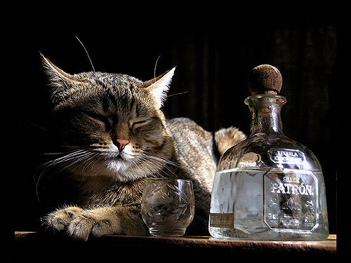 Кот лежит рядом с бутылкой виски. Фото, фотография картинка