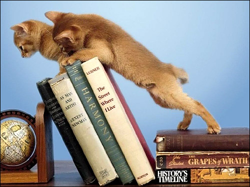 Котята-проказники, пытающиеся уронить книги с книжной полки. Фото, фотография картинка кошки
