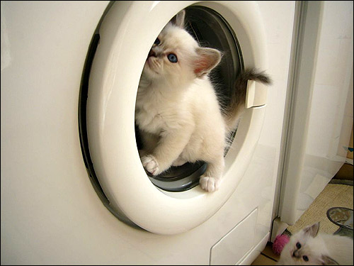 Котенок забравшийся в стиральную машинку. Фото, фотография картинка кошки