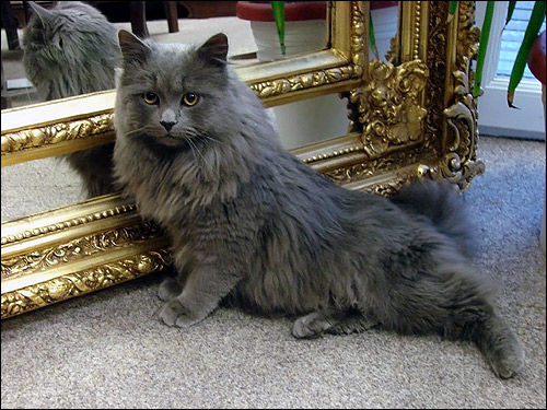 Персидский кот дымчатого окраса. Фото, фотография картишка кошки