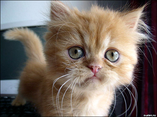 Рыжий персидский котенок с зелеными глазками. Фото, фотография картинка