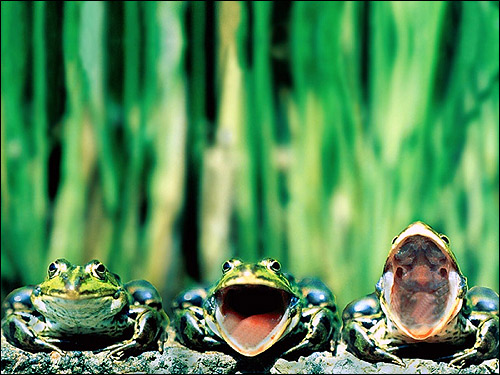 Три поющие (квакающие) лягушки. Фото, фотография