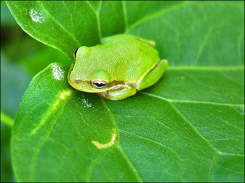   (Hyla cinerea). ,   