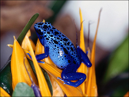   (Dendrobates tinctorius). , 