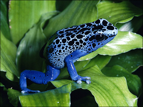   (Dendrobates tinctorius). ,  