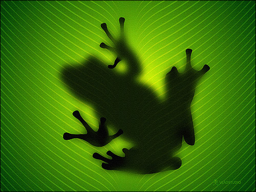 Тень лягушки на листе. Фото, фотография картинка