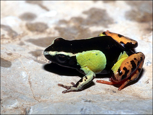 ϸ ,   (Mantella baroni). ,  