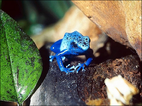   (Dendrobates tinctorius). , 