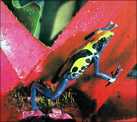   (Dendrobates tinctorius). ,   