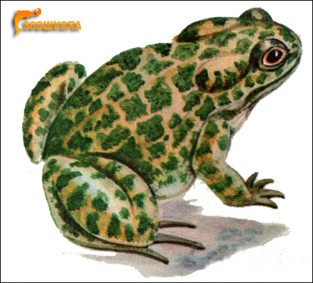   (Bufo viridis). , 