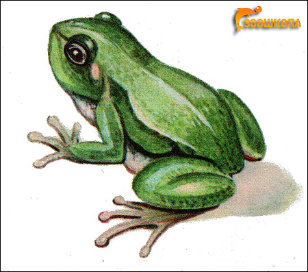   (Hyla arborea). , 