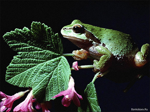 Лягушка на цветке. Фото, фотография