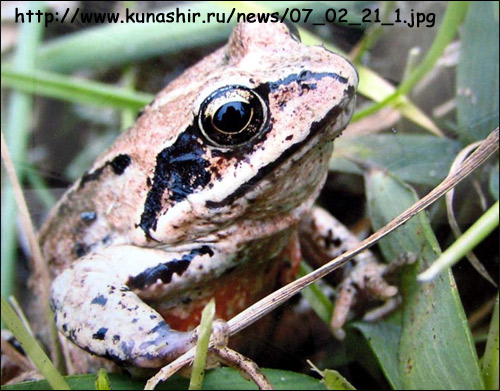   (Rana semiplicata). , 