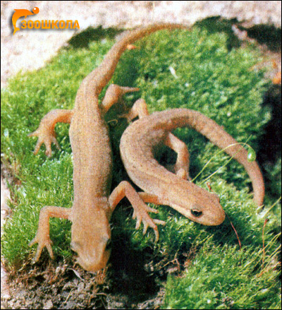   (Triturus vulgaris). , 