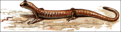    (Onychodactylus fischeri). , 