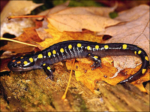   (Salamandra salamandra). , 