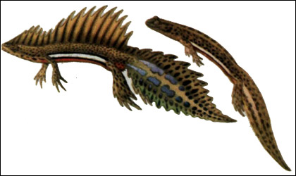   (Triturus vittatus) . , 