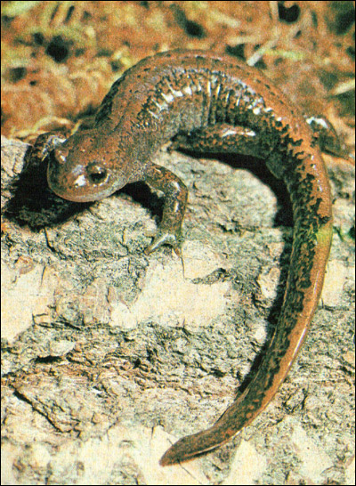   (Hynobius keyserlingi). ,  