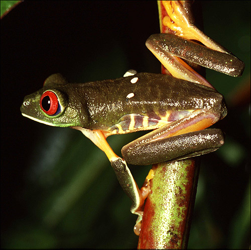   (Agalychnis callidryas). ,  