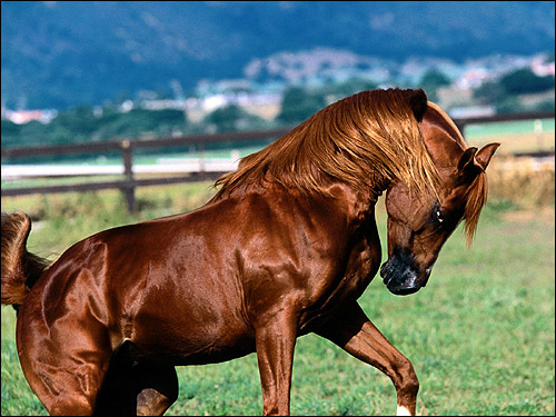 Арабская лошадь, жеребец Шах Азим. Фото, фотография картинка