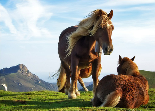 Пони на альпийских лугах. Фото, фотография картинка