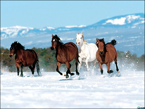 Лошади бегущие по снегу. Фото, фотография картинка