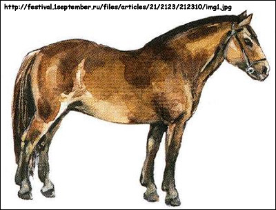 Башкирская лошадь. Рисунок, картинка, породы лошадей