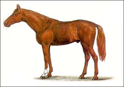 Донская лошадь. Картинка рисунок. Породы лошадей