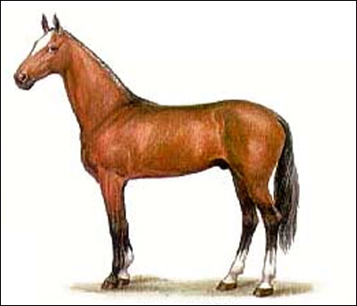 Ахалтекинская лошадь. Рисунок, картинка породы лошадей