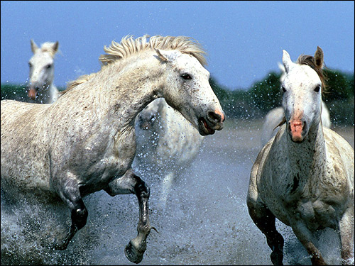 Лошади бегущие по воде. Фото, фотография картинка
