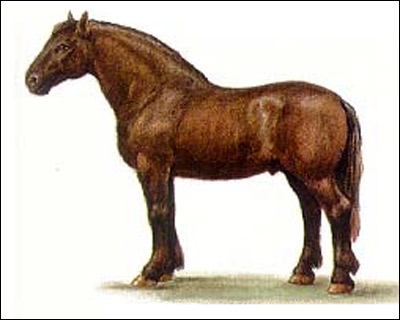 Русская тяжеловозная лошадь, русский тяжеловоз. Рисунок, картинка породы лошадей